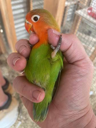 Baby Cockatiels and Lovebirds