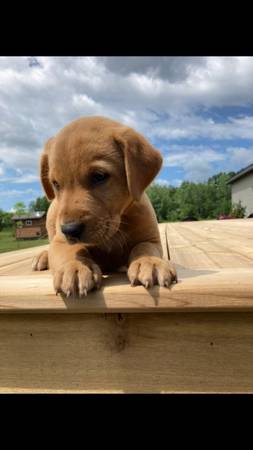 Lab/ Retriever Puppies