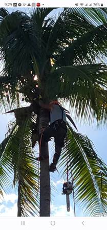 Tree Removal Tree Trimming Best price