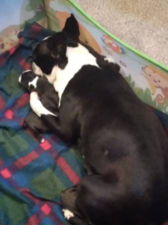 Boston Terrier Puppies