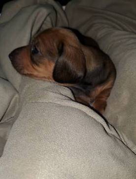 Male dachshund puppies