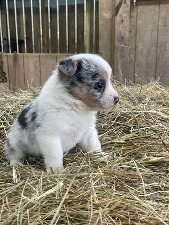 cowboy corgis and full stock corgis