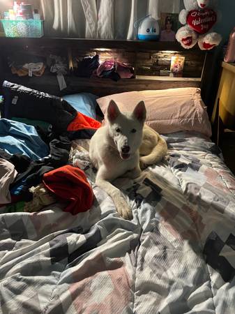 Husky looking for a home