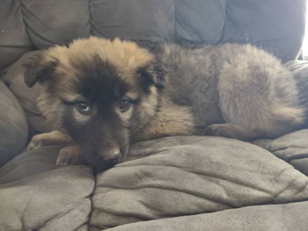 2 German Shepherd Puppies (Male)