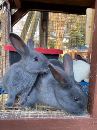 American Blue & White Rabbits
