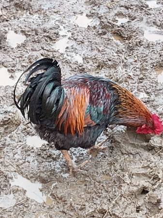 black copper maran rooster