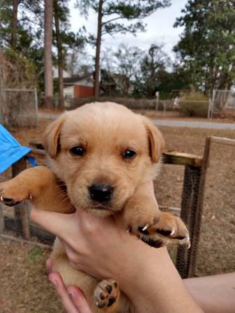 Lab/heeler Puppies