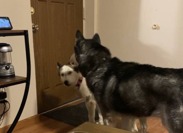 Bonded husky’s