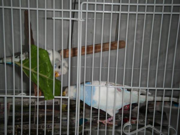 Parakeet (Male) – $15