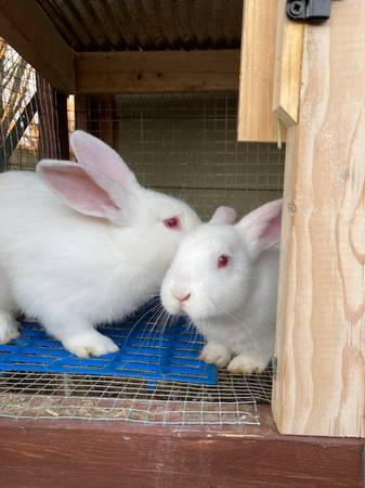 American Blue & White Rabbits