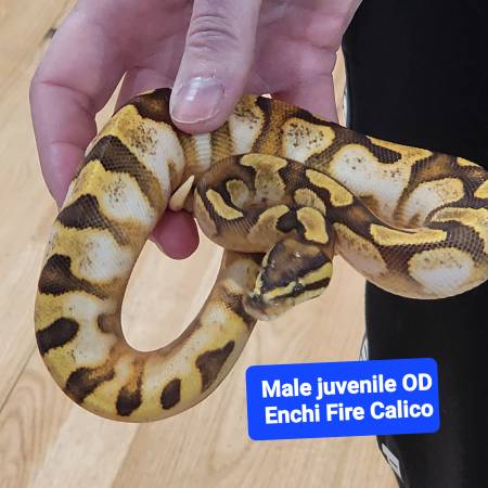 3 ball pythons for rehome