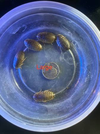 Dubia Roaches