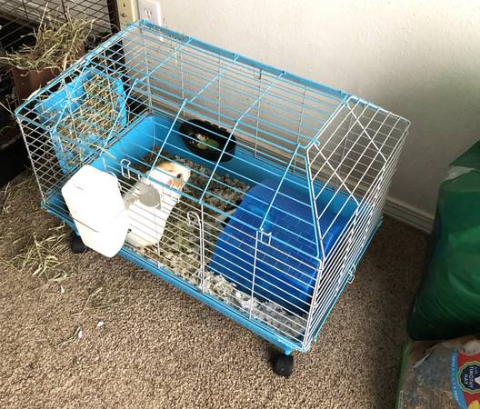 Rehoming for small fee, 4 guinea pigs, 2 cages and supplies