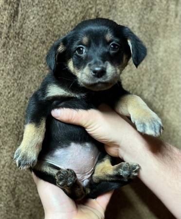 Rescue litter lab/shepherd puppies and mini Aussie/heelers