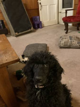 Standard Poodle Female 14 weeks