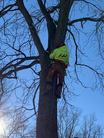 Tree Services Tree Removal / Tree Trimming / Stump Grinding