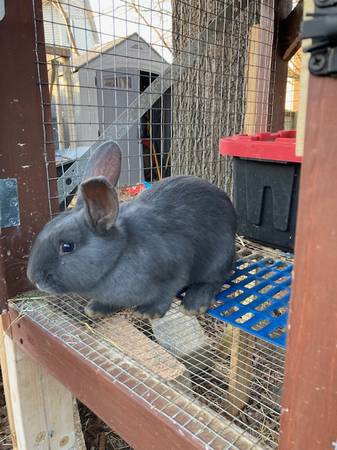 American Blue & White Rabbits