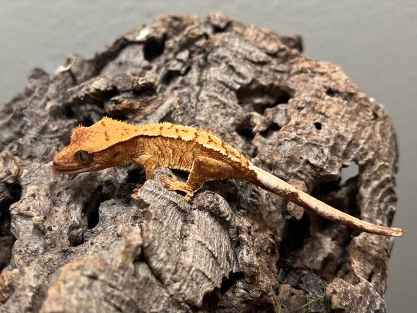 High End Hatchling Crested Geckos