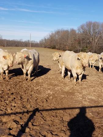 Charolais Bulls