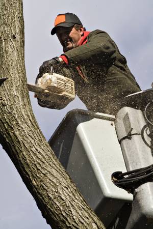 Tree Service, Care, Removal, Cutting, Pruning. Affordable Rates.