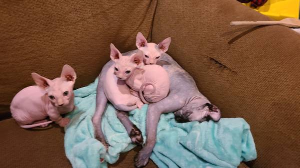 Sphynx kittens