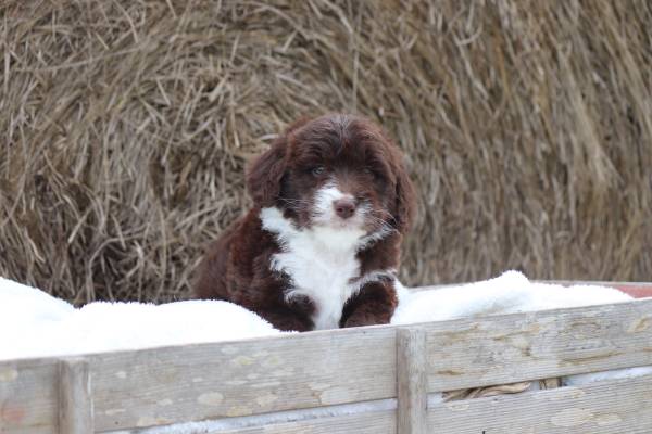 Aussiedoodles