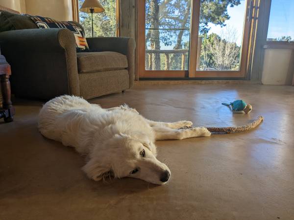 Beautiful, sweet, gentle, housebroken Great Pyrenees puppy