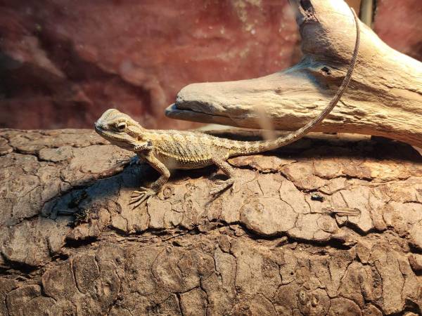 Reptile Rescue & taking unwanted reptiles