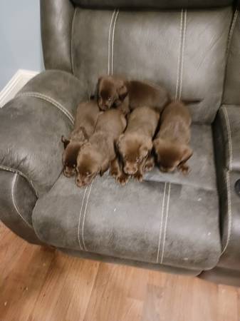 Lab puppies