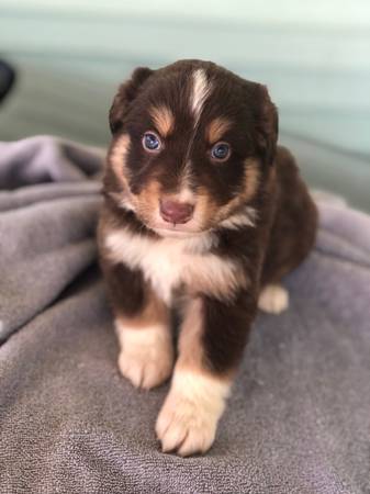 Australian Shepherd Puppies