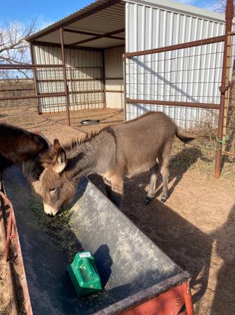 Mini Jack Donkey