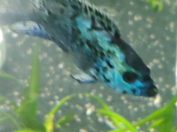 Electric blue jack Dempsey