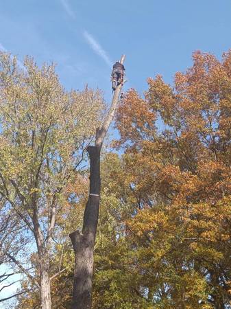 ??TREE SERVICE,TREE TRIMMING TREE REMOVAL BY MARIO??