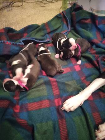 Boston Terrier Puppies