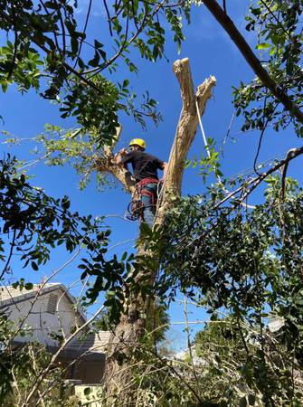 ??????Tree Trimming/Removal Palm Trimming/Removal Stump Grinding/Removal