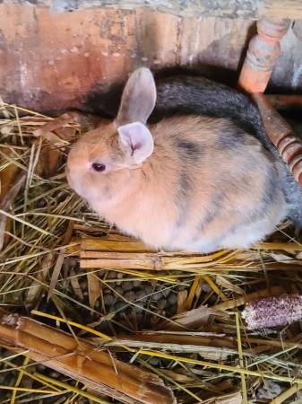 Bunnies ready for a home