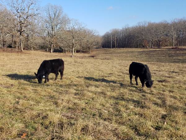 Black Angus Bulls