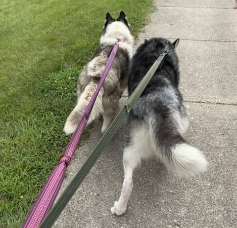 Bonded husky’s