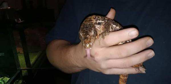 Female red tegu