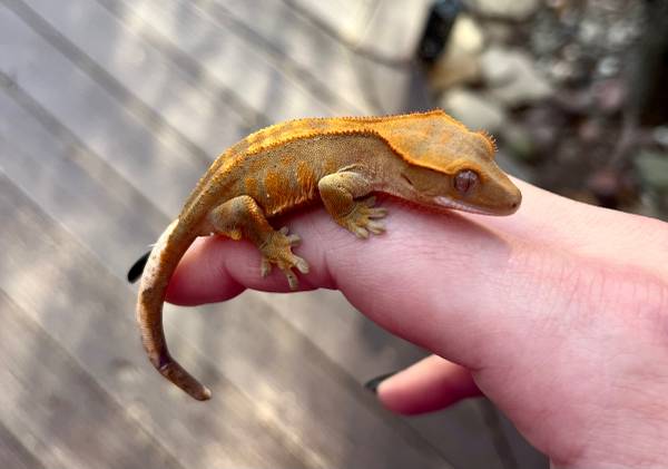 Baby crested geckos!!