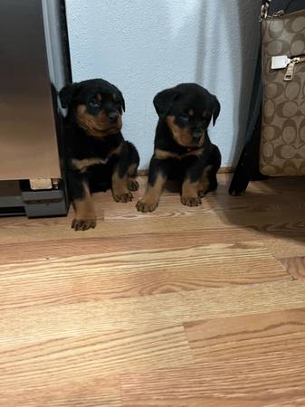 German Rottweiler Puppies