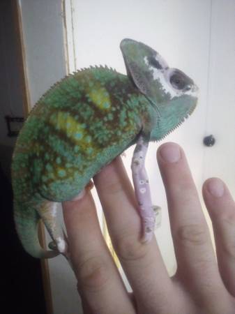 Male pied veiled chameleon rare