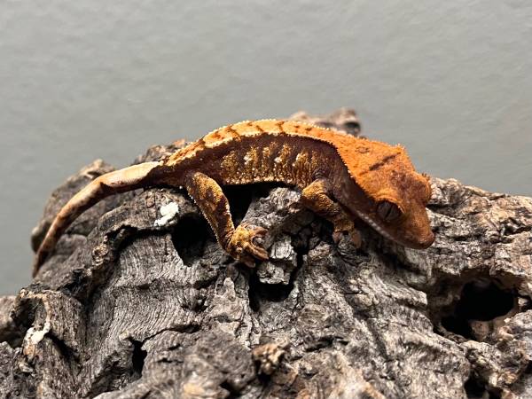 High End Hatchling Crested Geckos