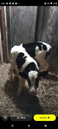 Bottle calves