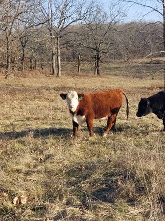 Hereford Bulls