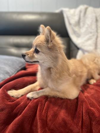 Pomeranian senior dog needs new forever home