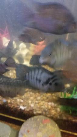 African convicts and jewel cichlids