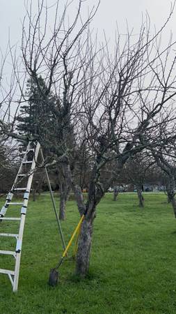 Fruit tree pruning, landscape maintenance. Get on Schedule NOW