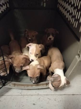 Rehoming pitbull puppies