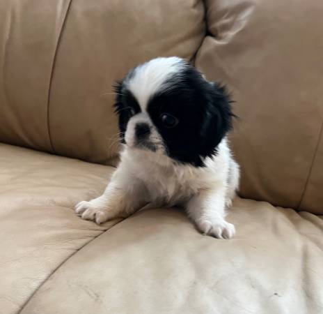 Shih Tzu Chin puppies